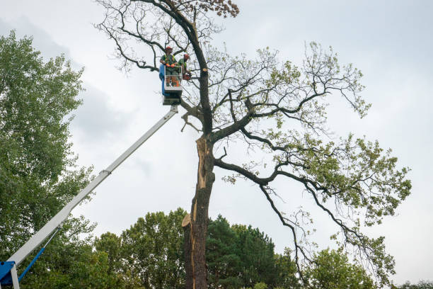 Tree and Shrub Care