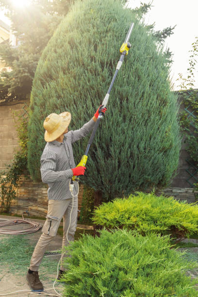 Why Choose Our Tree Removal Services in Elgin, IL?